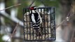 Downy Woodpecker - pik,pik,pik, chik,chik,chik - It's sound is close to a mouse