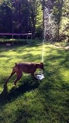 Puppy dog loves her new water fountain! CUTE
