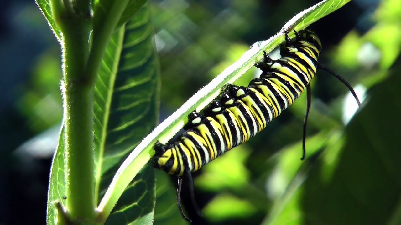 Métamorphose d'une chenille en papillon monarque - Timelapse magique