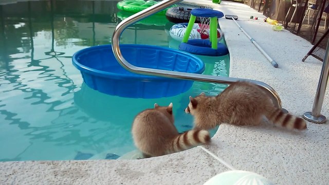 Des ratons laveur se baignent dans une piscine : adorable