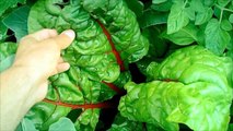 Harvesting organic vegetables and growing heirloom garbanzos (chickpeas)