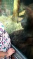 Un Orang outan embrasse le ventre d'une femme enceinte.... Trop mignon!