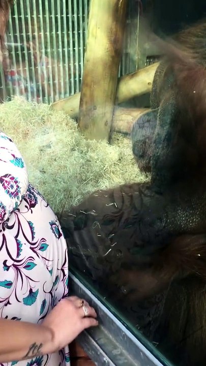 Un Orang outan embrasse le ventre d'une femme enceinte.... Trop mignon!