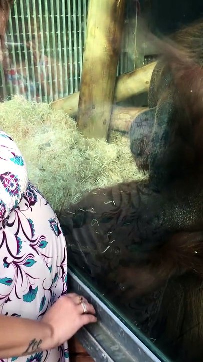 Orang Outan kisses the belly of a pregnant woman