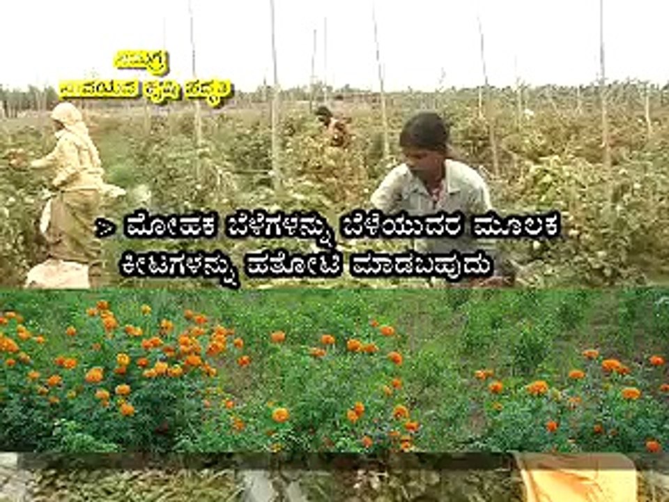 Programme on Integrated Organic farming.Farmer's experience in Pomegranate cultivation.
