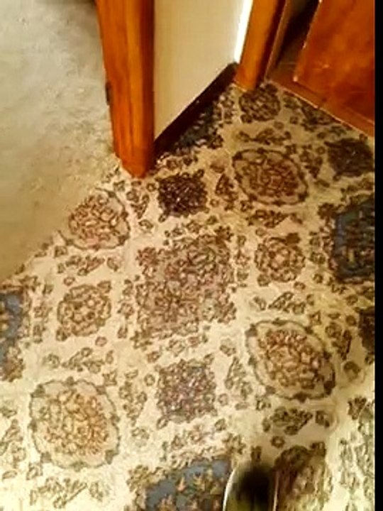 Julie Simpson on the toilet