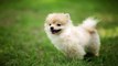 animals photos, animals pictures, baby puppies, bath cats and dogs home,