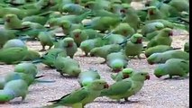 Wow ... Amazing ... So Many Parrots ....