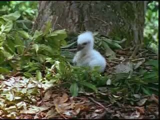 AMAZING  ANIMALS-1 1/6   (www.harunyahya.com)