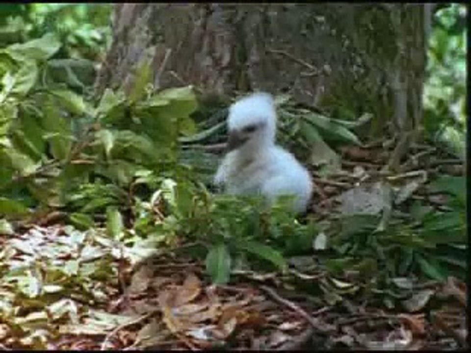 AMAZING  ANIMALS-1 1/6   (www.harunyahya.com)