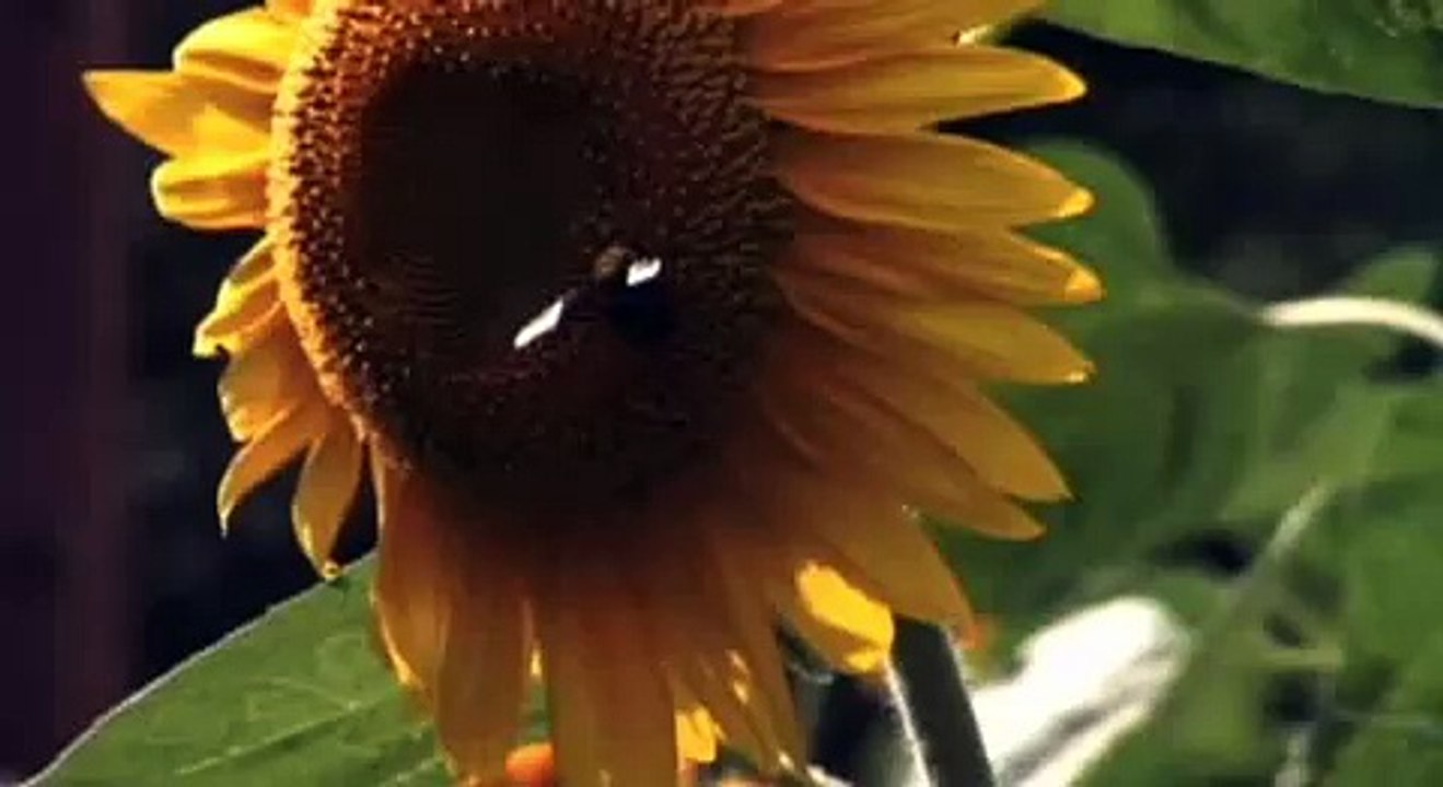 Gururi No Koto (All Around Us)  - Trailer