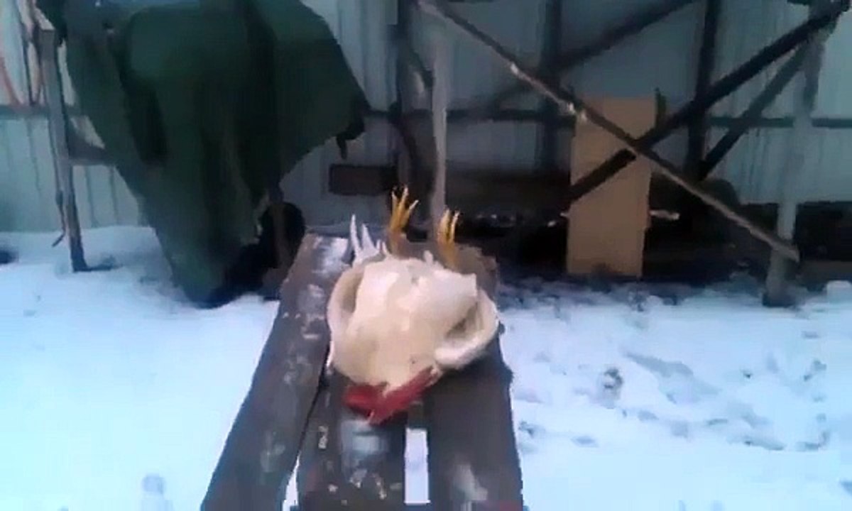 Петух Петя