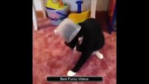 Funny Videos 2015 Funny Cat Video 2015 Funny Cats Funny Vines Funny Animals Funny Fails