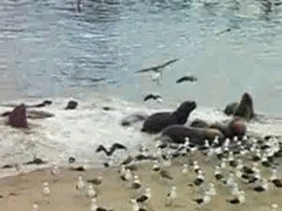 Lobos marinos en Caleta Portales, Valpo
