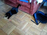 When a lazy cat meets a laser pen