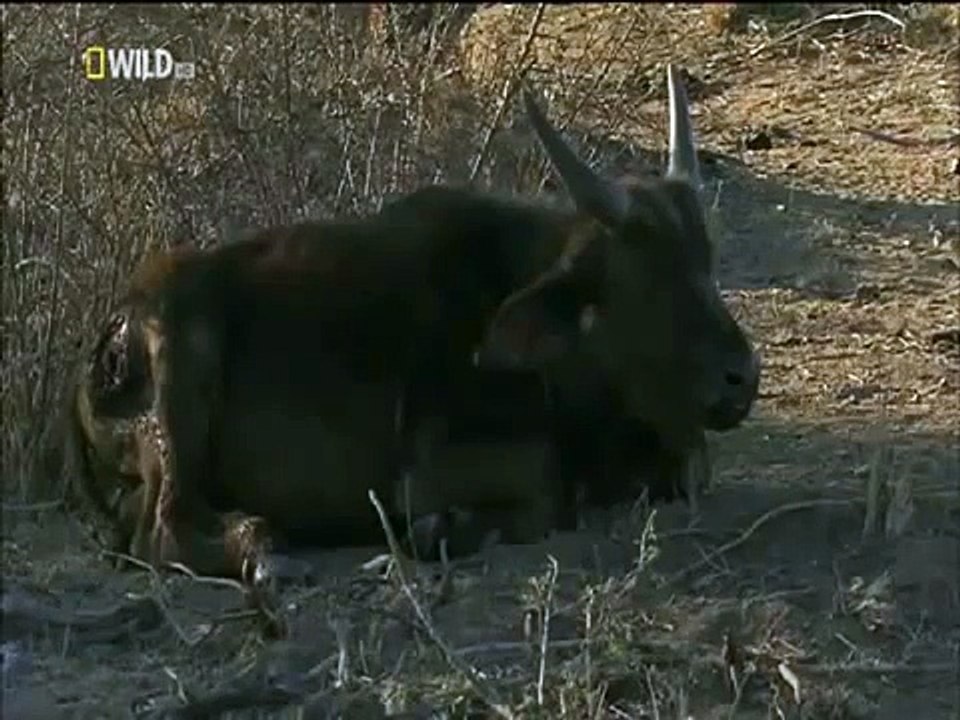 Hyena Eating Buffalo Calf Alive (Viewer discretion is advised) [HD2015]