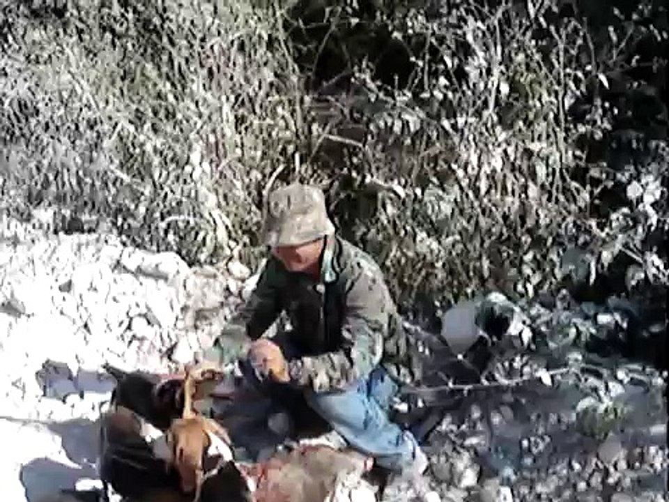 cazando jabali con beagles 4.MPG