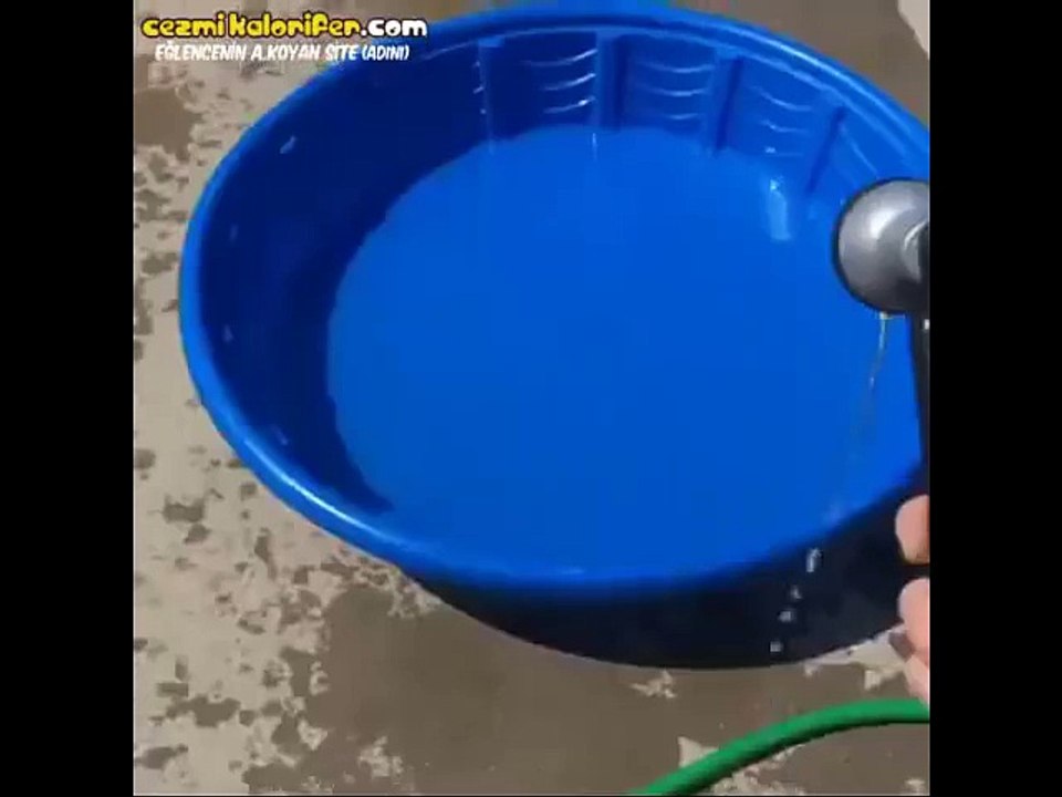 Havuz Partisine Bir Türlü Dahil Olamayan Köpek