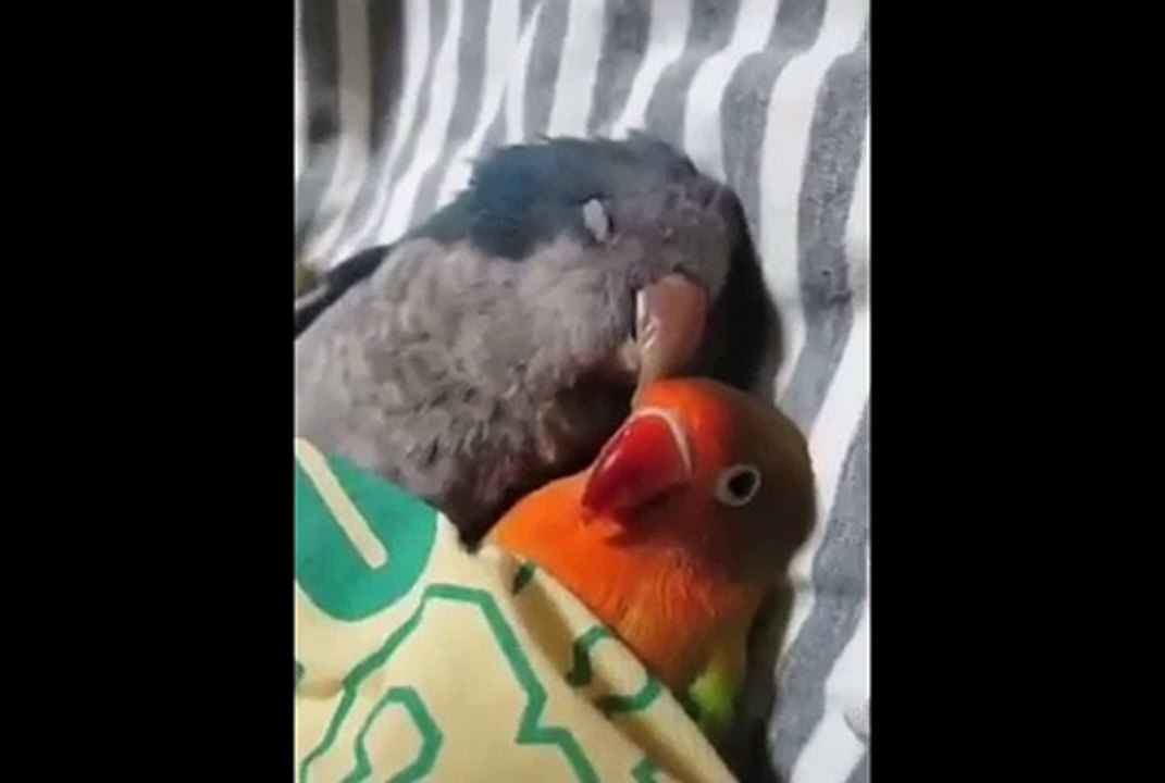 LOVING BIRDS