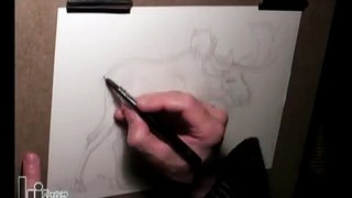 Drawing a Moose (American Wildlife T-Shirts Series)