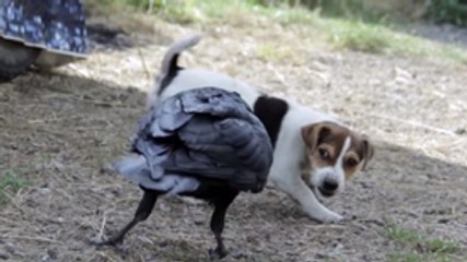Crow VS Jack Russell Puppy