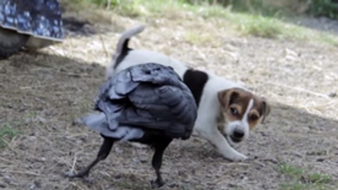 Crow VS Jack Russell Puppy