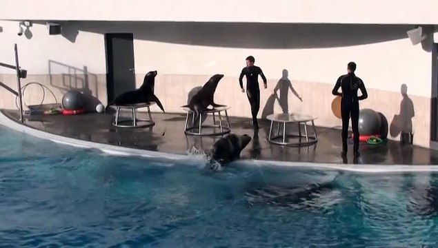 Программа с калифорнийскими львами в день открытия летней арены и дельфинария после его реконструкции. (Литва.,Клайпеда) 21 августа 2015 года.