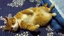 ★ ででぇーん！！！もふもふなデブ猫がベットの上でゴロゴロ～♫ ★ かわいい 猫
