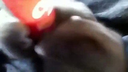 ★ ボトルに夢中な猫♫真剣な猫の表情がかわいいので必見です！ ★ かわいい 猫