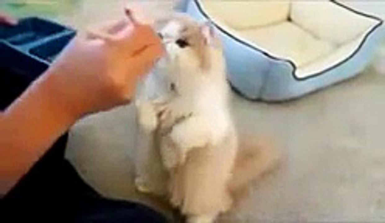 ★ 可愛すぎるブサ猫！飼い主から魚のえさをもらってもぐもぐ食べてますｗ ★ かわいい 猫