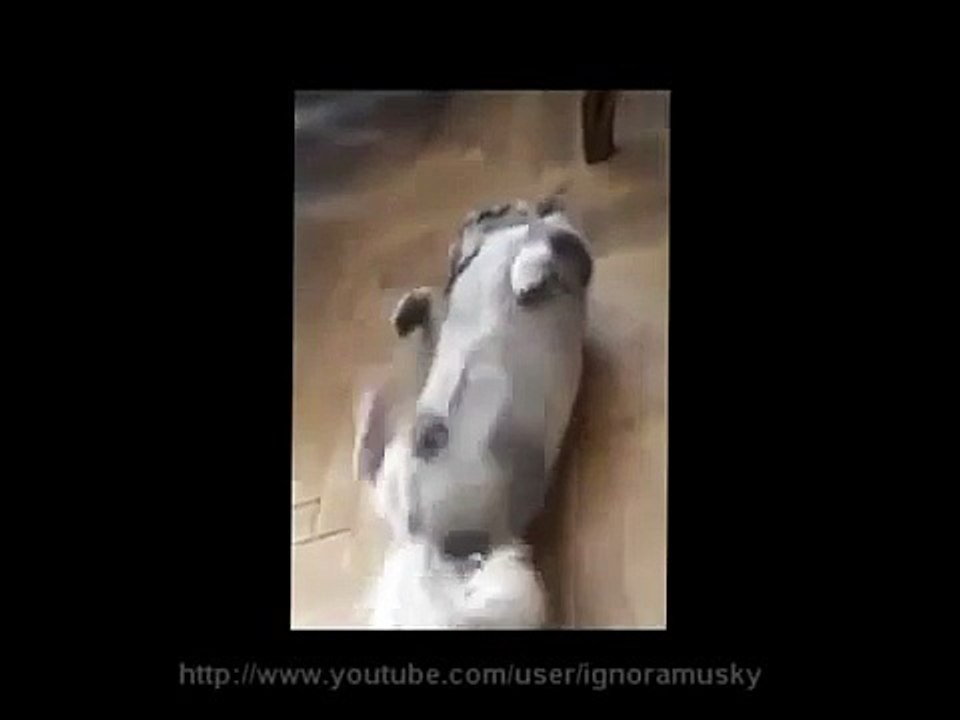 ★ 夢で走っているのかな？＾＾寝ているのに高速で足が動いています（笑） ★ おもしろ 犬