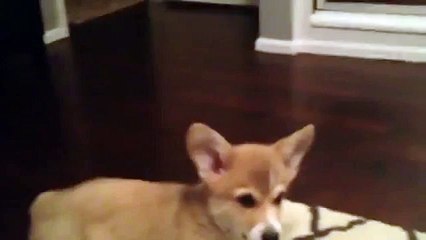 ★ 怖くなって最後は逃走！！初めて鏡を見るコーギーの動画♫ ★ おもしろ 犬