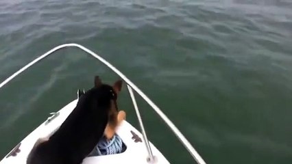 ★ 犬が自ら海へダイビング！！最後は助けてもらっちゃってます（笑） ★ おもしろ 犬