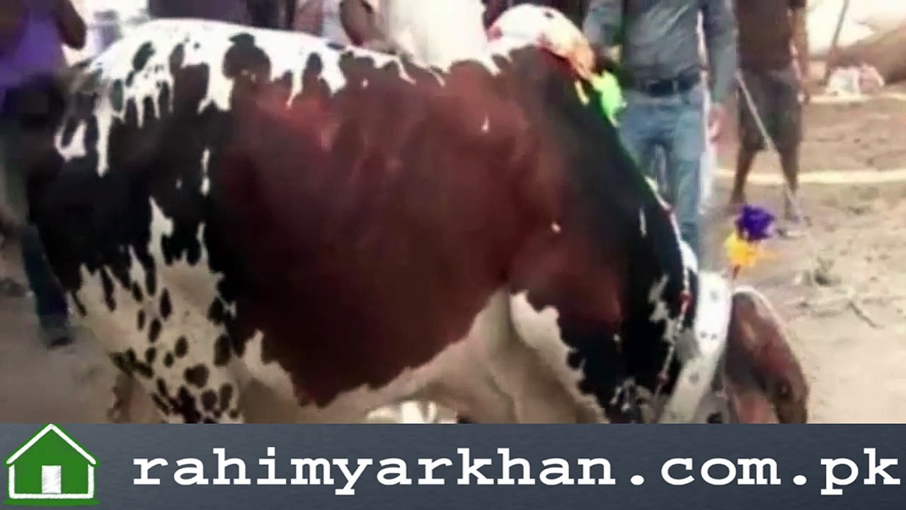Unique Cow In Sohrab Goth Karchi