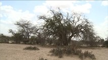 إقليم أرض الصومال يناشد منظمات الإغاثة لمواجهة الجفاف