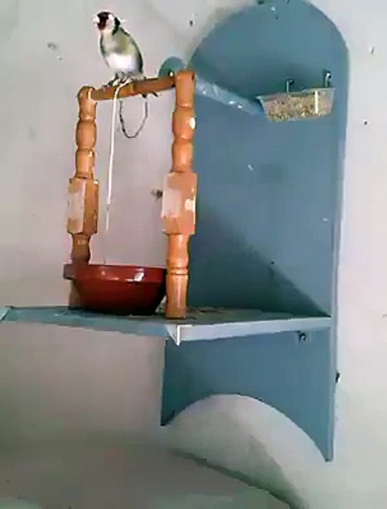 یہ ویڈیو دیکھ کر آپ کو اپنی آنکھوں پر یقین نہیں آئے گا ویڈیو تو ایک بار دیکھیں - Video Dailymotion