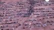 Violence marks start of Western Sahara talks-euronews