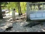 Funny video-Cat Attack Crocodile-Funny Clips-Funny Images-Funny-jokes-Best Funny Videos 2015