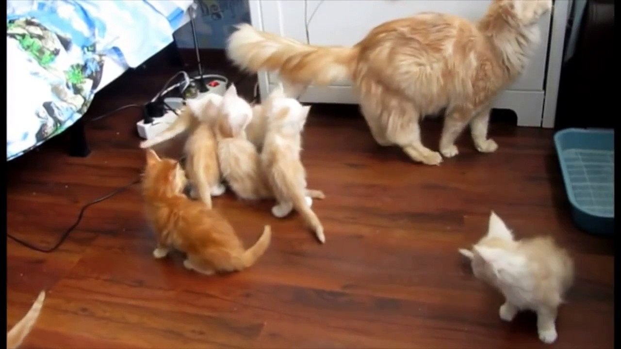 猫ちゃんの、ねこによる、ねこの為の、ねこハプニング集！①