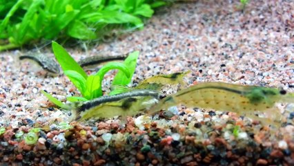 Pond snail being eaten alive by an Otocinclus fish