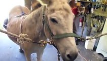 trimming donkey hooves