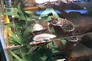 Red-eared Slider Turtles