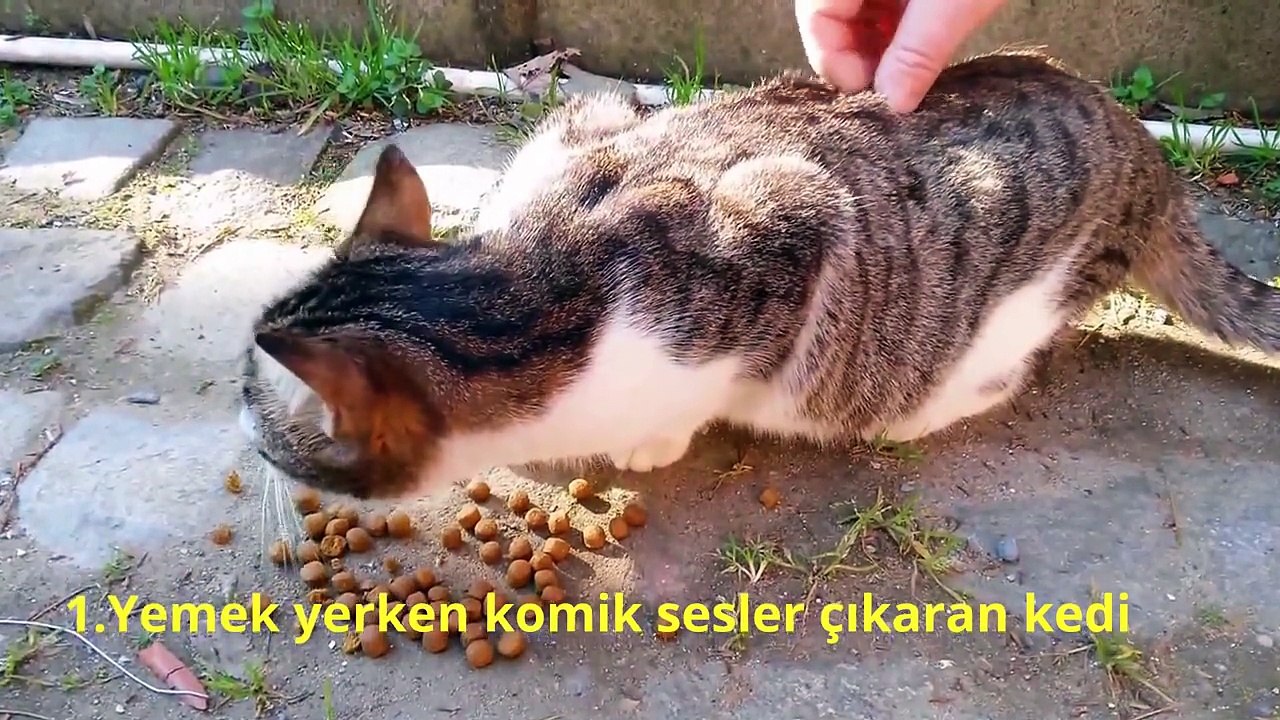 En komik kediler 2015