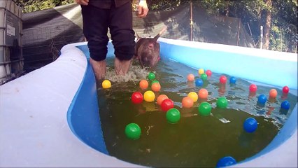 A la queue  leu leu... :p