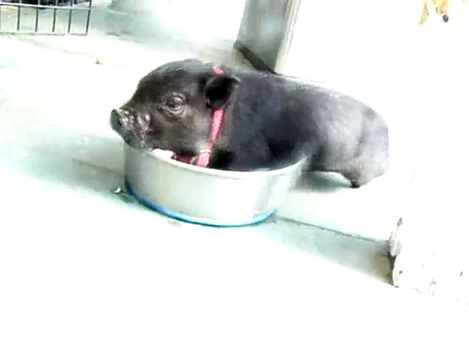 Pogo makes a water mess!