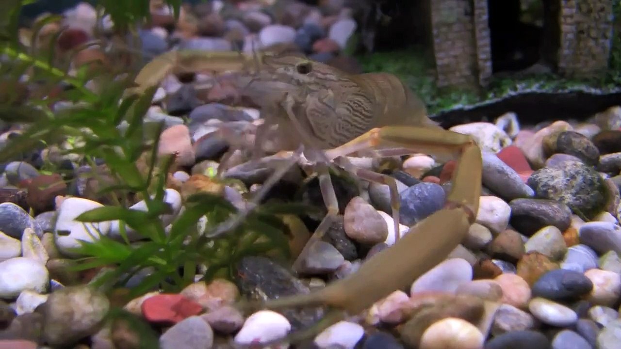 Amanoräkan "Räkan"