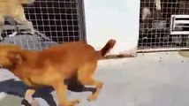 Dog In Shelter for 9 Years Is FINALLY Adopted! Watch What He Does!