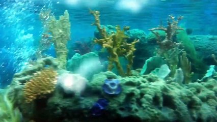 Disneyland California - Finding Nemo Submarine Voyage - Summer 2015