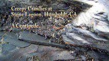 Humboldt Creepy Crawlies, Stone Lagoon