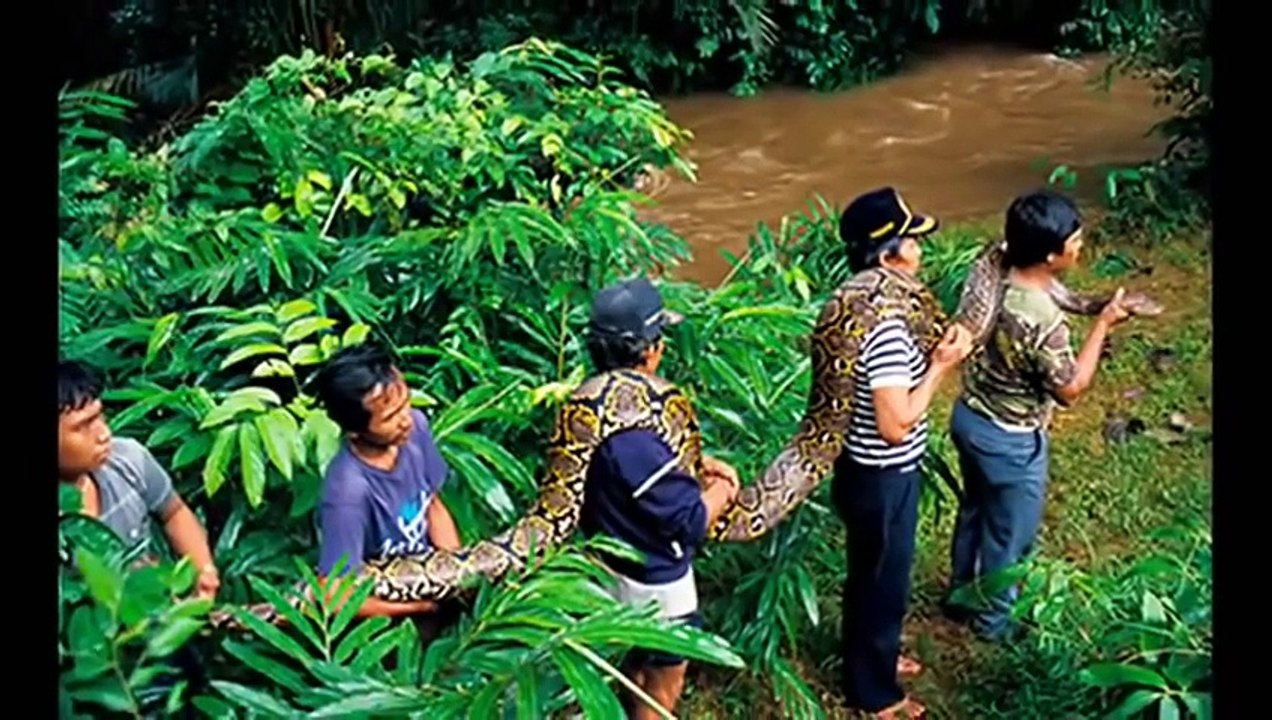 FOTOS DAS MAIORES COBRAS JÁ VISTAS NO MUNDO!